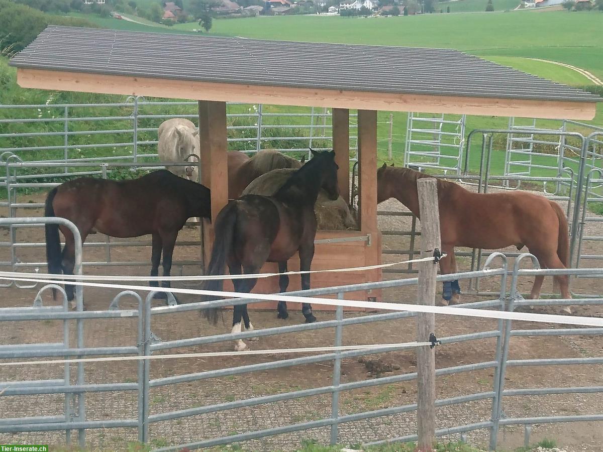 Bild 5: Pferdebox zu vermieten in 3415 Hasle bei Burgdorf