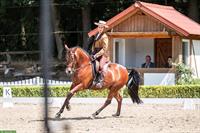 Beritt Pferde und Ponys | Dressur/Working-Equitation/Freizeit