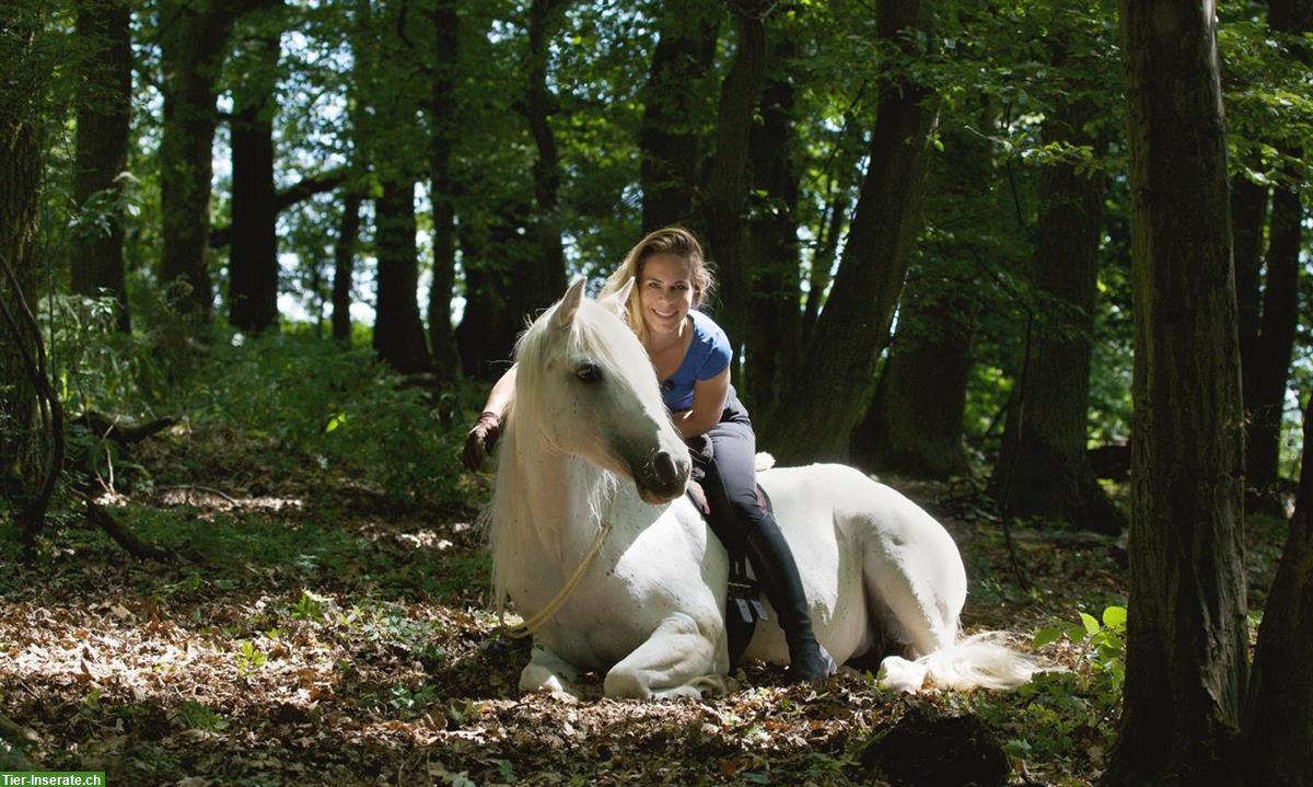 Bild 3: Beritt Pferde und Ponys | Dressur/Working-Equitation/Freizeit