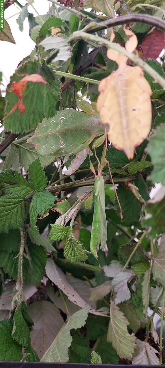 Bild 2: Wandelnde Blätter, Phyllium giganteum & Phyllium letiranti abzugeben