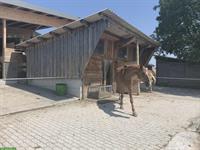 Pferde Pensionsplatz im Appenzell A.R. ab Ende Juni