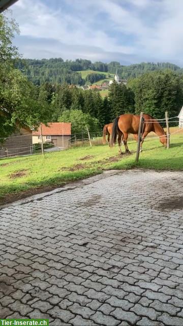 Bild 3: Pferde Pensionsplatz im Appenzell AR ab Ende Juni