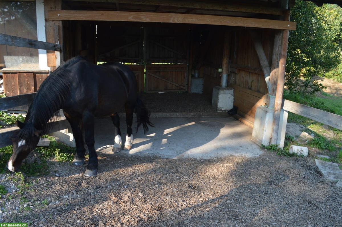 Bild 9: Pensionsplätze für Pferde in Horw frei ab August!