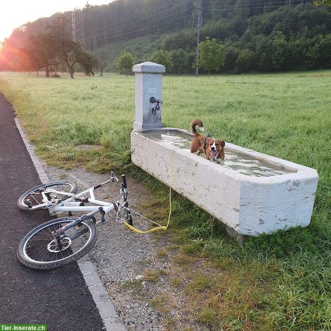 Bild 2: Biete Ihrem Hund Zughundesport (Bikejöring) -Training im Baselland