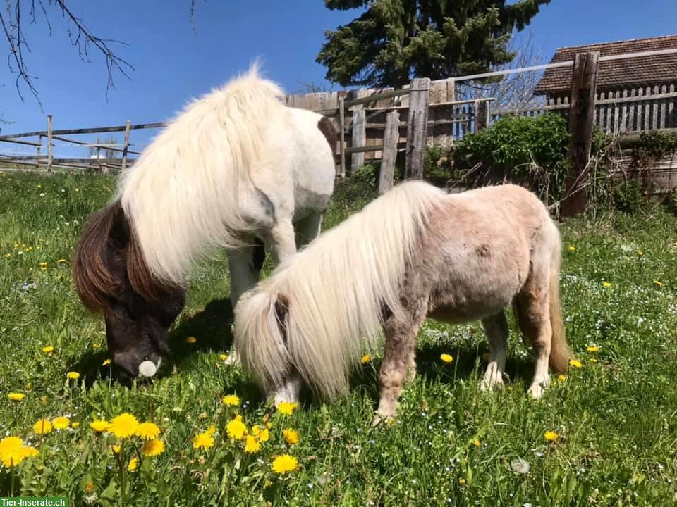 Bild 2: Pflege-/Spazierbeteiligungen für Pferde & Ponys in Mettmenstetten