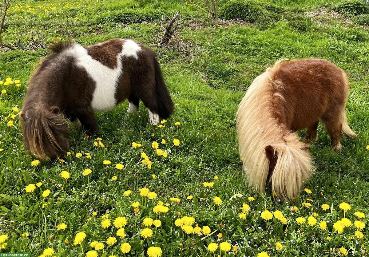 Bild 9: Pflege-/Spazierbeteiligungen für Pferde & Ponys in Mettmenstetten