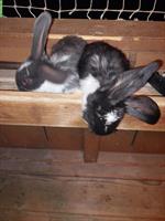 Junge Französische Widder Kaninchen suchen ein Zuhause