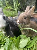 Holländer/Loh Mix Kaninchen suchen Lebensplätze