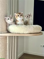 Britisch Kurzhaar Kitten Mädchen sucht neue Familie