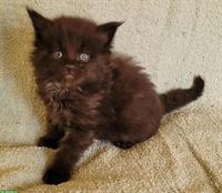 Bezaubernde Maine Coon Kitten suchen Ende Juni ein Zuhause