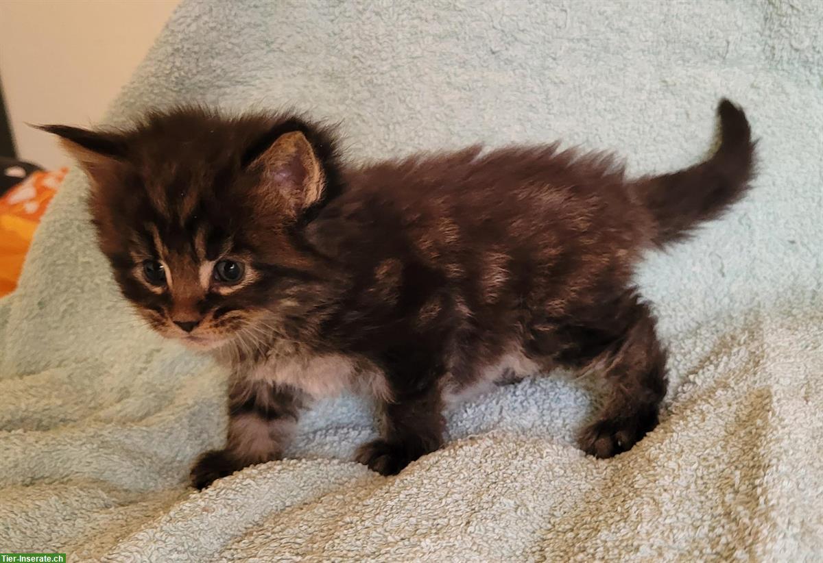 Bild 3: Bezaubernde Maine Coon Kitten suchen Ende Juni ein Zuhause