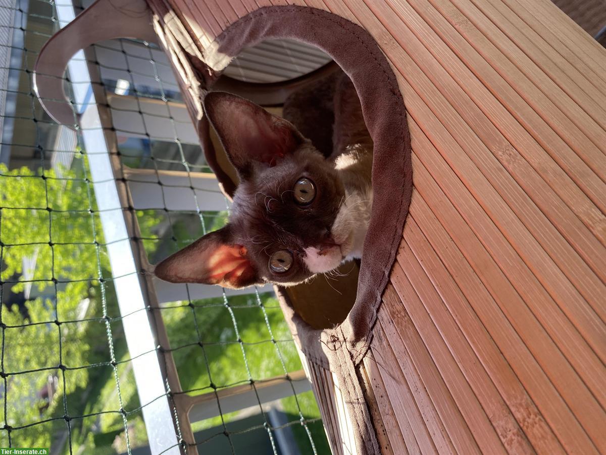 Bild 4: Bezaubernde Devon Rex Kitten in chocolat Bicolor