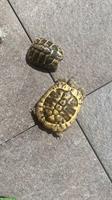 2 Griechische Landschildkröten, 7-jährig zu verkaufen