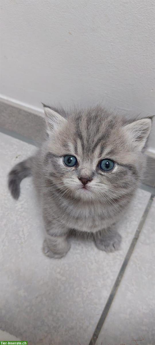 Bild 4: Britisch Kurzhaar Katzen Kitten zu verkaufen
