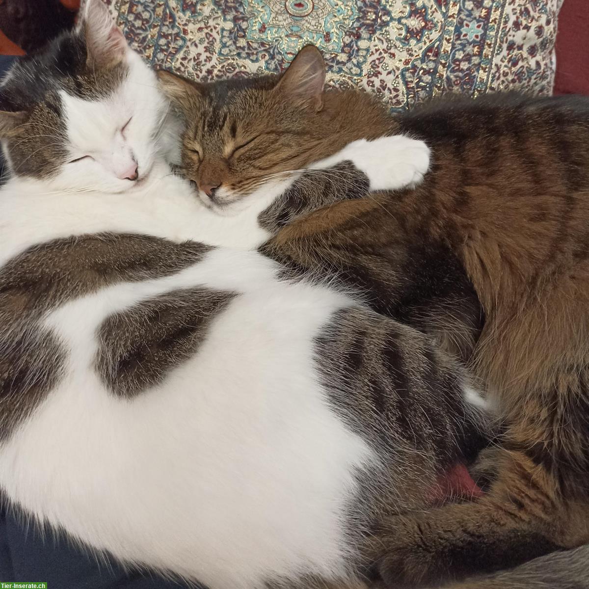 Bild 3: 2 beautiful cats (female) are seeking a safe and loving home