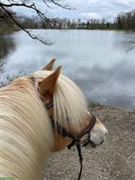 Pferd sucht Reiter, Reitbeteiligung im Thurgau