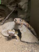 Leopardgecko Pärchen mit schönem Terrarium & Zubehör