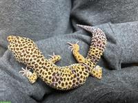 Leopardgecko Männchen Ash (wildfarbe) abzugeben