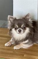 Wunderschöner Chihuahua Deckrüde - Kein Verkauf!