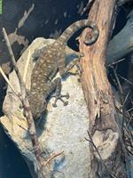 1.1 Ptyodactylus guttatus Paar, Fächerfinger-Gecko